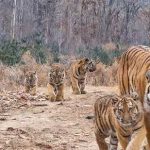 中国首次记录到“六虎同框” 一胎产五崽世界罕见