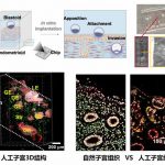 点亮希望！新技术有望探明胚胎移植失败原因