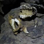 10万年前的大熊猫，长啥样？