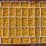 部分柑橘主产区何以“丰产难丰收”