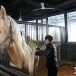 新疆汗血马的“超级年夜饭”都有啥？一起来围观