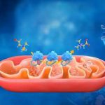 破解“炎性衰老”密码：我国科研团队开辟衰老精准干预新路径