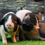 猪肉价格走低 如何促进供需平衡