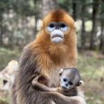 一只金丝猴，何以让神农架“翻了天”？