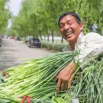 为什么兰陵蒜薹是“蒜薹中的茅台”？